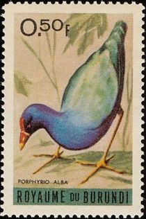 African Swamphen (Porphyrio alba)