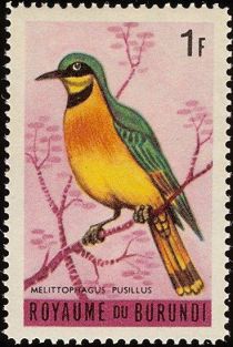 Little Bee-eater (Melittophagus pusillus)