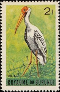 Yellow-billed Stork (Ibis ibis)