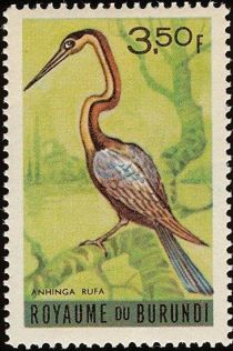 African Darter (Anhinga rufa)