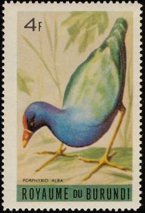 African Swamphen (Porphyrio alba)