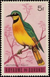 Little Bee-eater (Melittophagus pusillus)