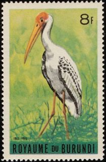 Yellow-billed Stork (Mycteria ibis)