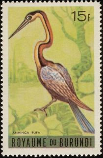 African Darter (Anhinga rufa)