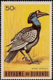 Abyssinian Ground Hornbill (Buceros abyssinicus)