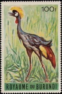 Grey crowned crane (Balearica regulorum)