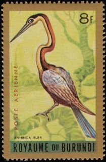 African Darter (Anhinga rufa)