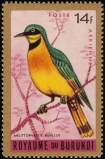 Little Bee-eater (Melittophagus pusillus)