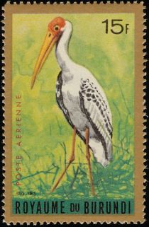 Yellow-billed Stork (Ibis ibis)