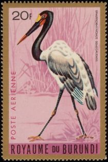 Saddle-billed Stork (Ephippiorhynchus senegalensis)