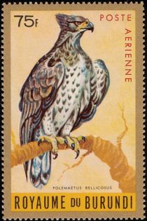 Martial Eagle (Polemaetus bellicosus)