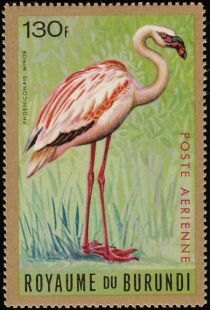 Lesser Flamingo (Phoeniconaias minor)