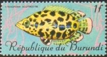 Leopard Bushfish (Ctenopoma acutirostra)