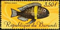 White-spotted Cichlid (Tropheus duboisi)