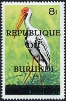 Yellow-billed Stork (Ibis ibis)