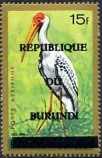 Yellow-billed Stork (Ibis ibis)