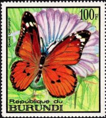 African Monarch (Danaus chrysippus)