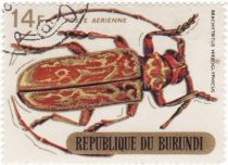 Longhorn Beetle (Brachytritus hieroglyphicus)