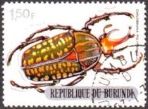 Giant African Fruit Beetle (Chelorrhina polyphemus)