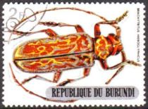 Longhorn Beetle (Brachytritus hieroglyphicus)