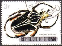 Goliath Beetle (Goliathus goliathus)