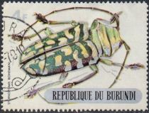 Longhorn Beetle (Sternotomis bohemani)