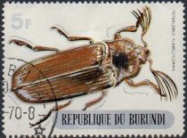 Giant Acacia Click Beetle (Tetralobus flabellicornis)