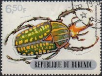 Giant African Fruit Beetle (Chelorrhina polyphemus)