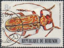 Longhorn Beetle (Brachytritus hieroglyphicus)