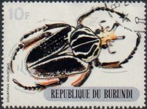 Goliath Beetle (Goliathus goliathus)