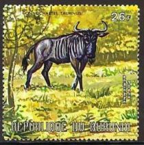 Blue Wildebeest (Connochaetes taurinus)