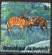 Sitatunga (Tragelaphus spekii)