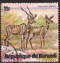 Lesser Kudu (Tragelaphus imberbis)