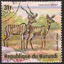 Lesser Kudu (Tragelaphus imberbis)