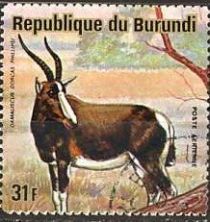 Blesbok (Damaliscus dorcas phillipsi)