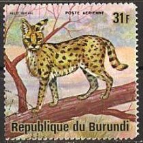 Serval (Leptailurus serval)