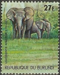 African Forest Elephant (Loxodonta africana cyclotis)