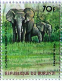 African Forest Elephant (Loxodonta africana cyclotis)