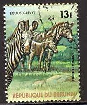 Grevy's Zebra (Equus grevyi)