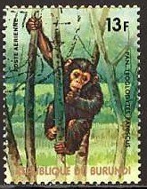 Bonobo (Pan paniscus)