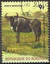 Eastern White-bearded Wildebeest (Connochaetes taurinus albo