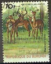 Impala (Aepyceros melampus)