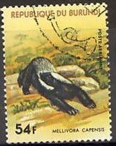 Honey Badger (Mellivora capensis)