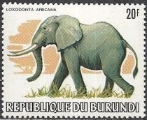 African Elephant (Loxodonta africana)