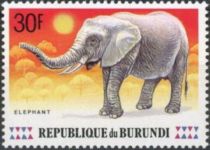 African Elephant (Loxodonta africana)