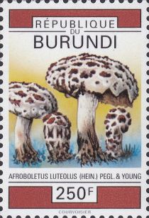 Afroboletus Luteolus