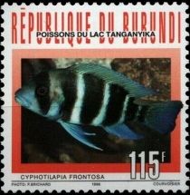 Frontosa Cichlid (Cyphotilapia frontosa)