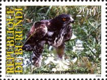 African Hawk-eagle (Hieraaetus spilogaster)