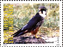 Eurasian Hobby (Falco subbuteo)