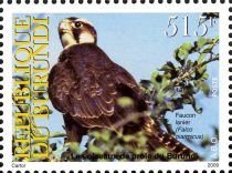 Lanner Falcon (Falco biarmicus)